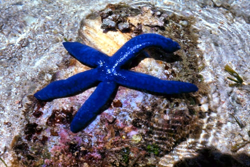 GreenIsland_47_BlueStarFish_g.jpg