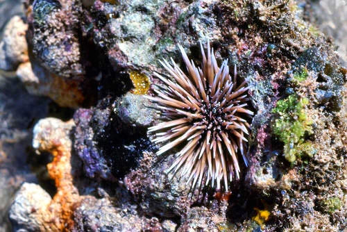 GreenIsland_57_SeaUrchin_g.jpg