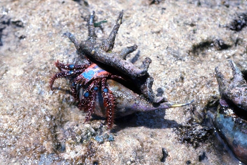 GreenIsland_61_ReefHermitCrab_g.jpg