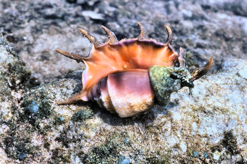 GreenIsland_62_SpiderConch_g.jpg
