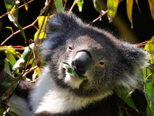 Koala_1659.jpg