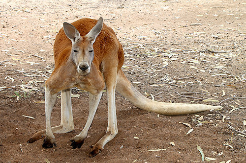 ReptilePark_Renmark_7942_RedKangaroo.jpg