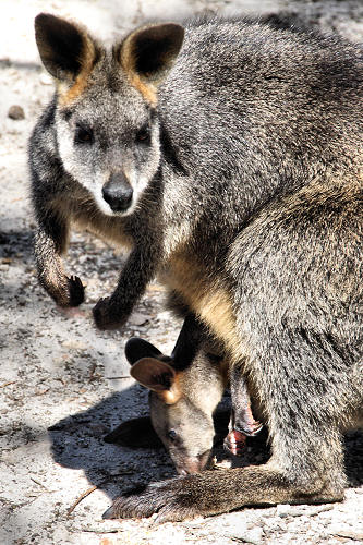 SwampWallabies_5246.jpg