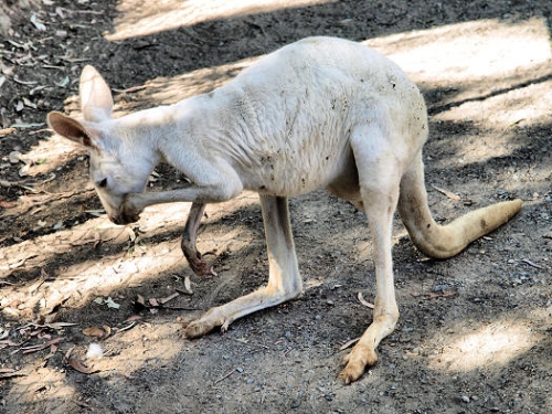 WesternGreyAlbinoKangaroo_P3031518.jpg