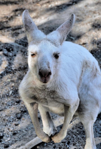 WesternGreyAlbinoKangaroo_P3031533.jpg