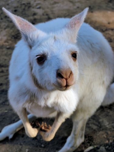 WesternGreyAlbinoKangaroo_P3031534.jpg