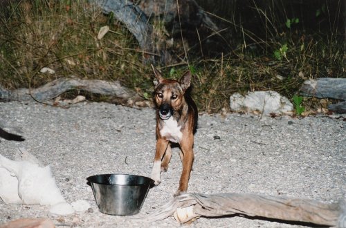 dingo0326tn.jpg