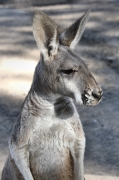 6834_WesternGreyKangaroo