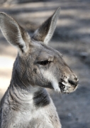 6835_WesternGreyKangaroo