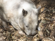 6846_Wombat
