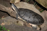 6879_ShortneckedTurtle