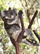 6890_Koala
