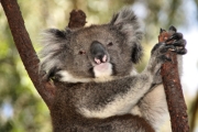 6892_Koala