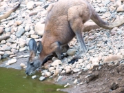 ArkaroolaWaterHole_PB070840_EU