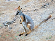 ArkaroolaWaterHole_PB070850_YF