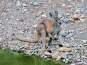 ArkaroolaWaterHole_PB070864_EU