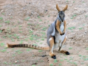 ArkaroolaWaterHole_PB070867_YF