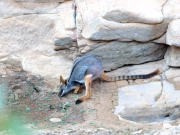 ArkaroolaWaterhole_PB070796_YF