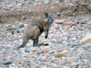 ArkaroolaWaterhole_PB070812_EU