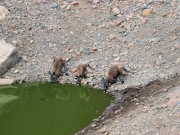 ArkaroolaWaterhole_PB070829_EU