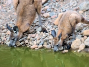 ArkaroolaWaterhole_PB070831_EU