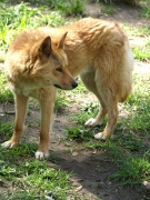 Dingo_0003