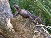 EasternWaterDragon_P3031616