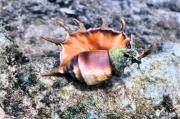 GreenIsland_62_SpiderConch_g