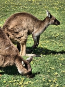 KangarooIslandKangaroos_5227