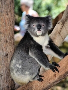 Koala_5328
