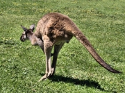 RedKangaroo_5264
