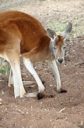 ReptilePark_Renmark_7939_RedKangaroo_V