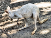 WesternGreyAlbinoKangaroo_P3031518