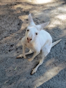WesternGreyAlbinoKangaroo_P3031532