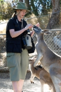 WesternGreyKangaroo_P3031535
