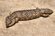 Wildlife_SleepyLizard_5614_m