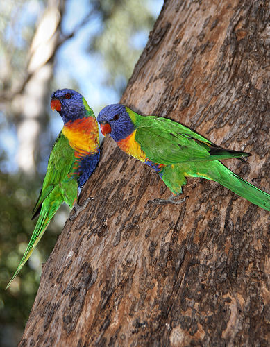 6816_RainbowLorikeets.jpg