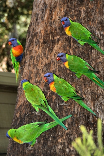 6822_RainbowLorikeets.jpg