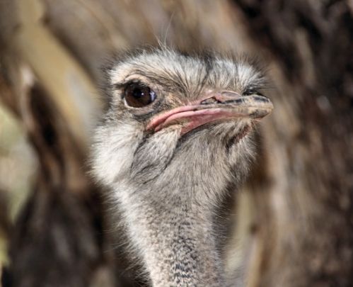 6838_Emu.jpg