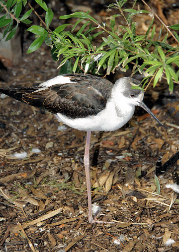 6852_JuvenileBlackwingedStilt.jpg