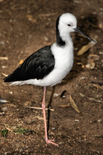 6860_BlackwingedStilt.jpg