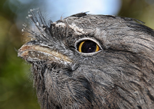 6905_TawnyFrogmouth.jpg
