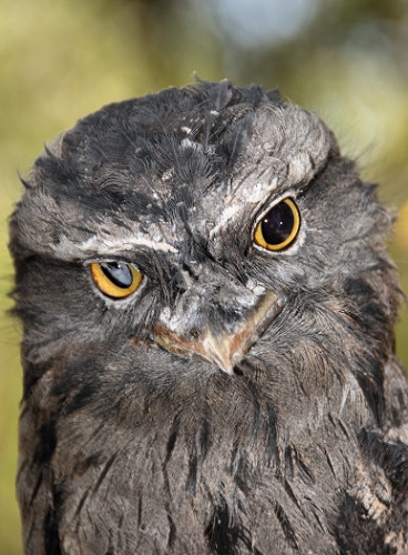 6906_TawnyFrogmouth.jpg
