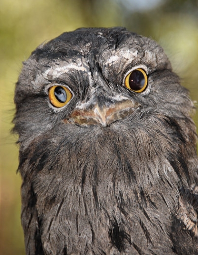 6907_TawnyFrogmouth.jpg