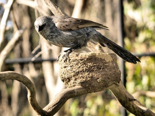 ApostleBird_0078.jpg