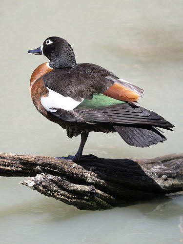 AustralianShelduck_5412.jpg