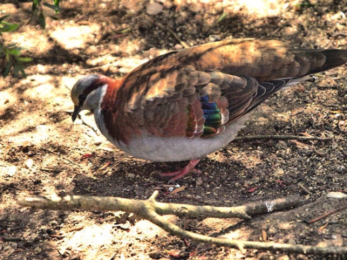 BrushBronzewingPigeon_1771.jpg