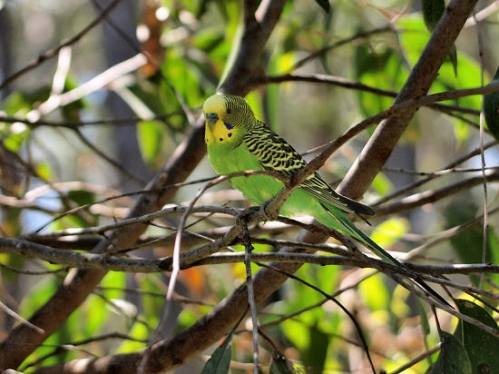 Budgerigar_1585.jpg