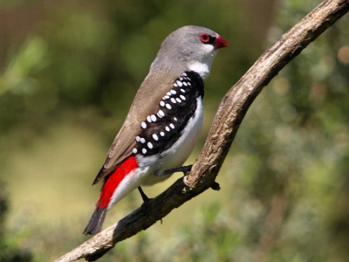 DiamondFiretail_1776.jpg