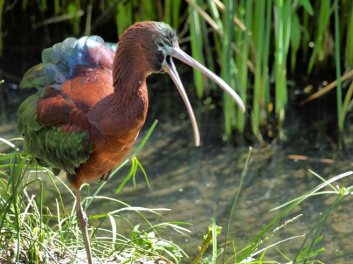 GlossyIbis_0028.jpg